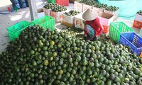 sản xuất cam sành hữu cơ mở ra triển vọng mới hình 2