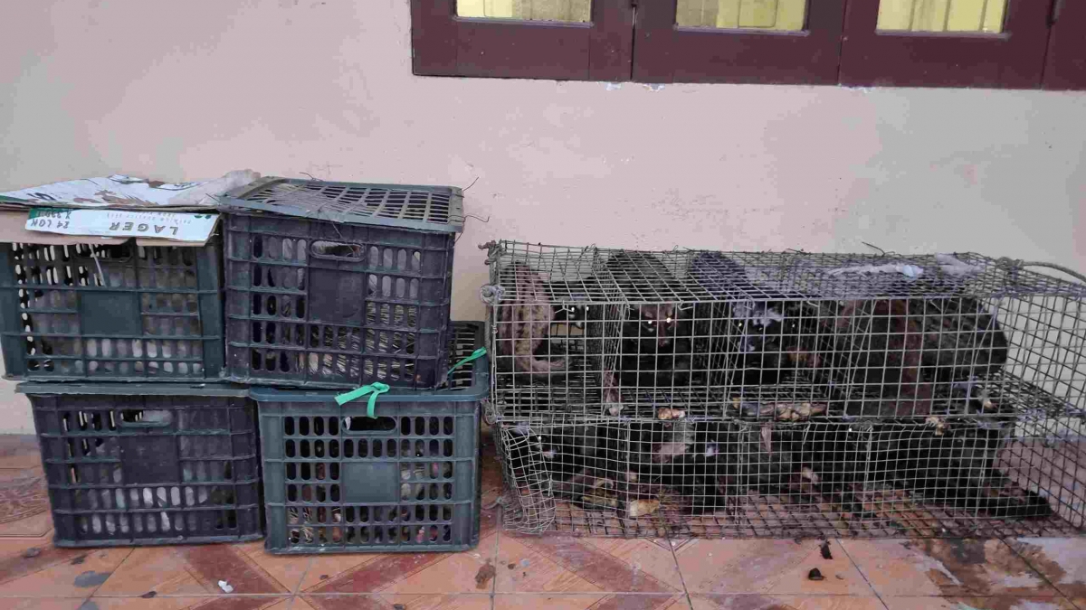 Số động vật được phát hiện trên chiếc xe khách.