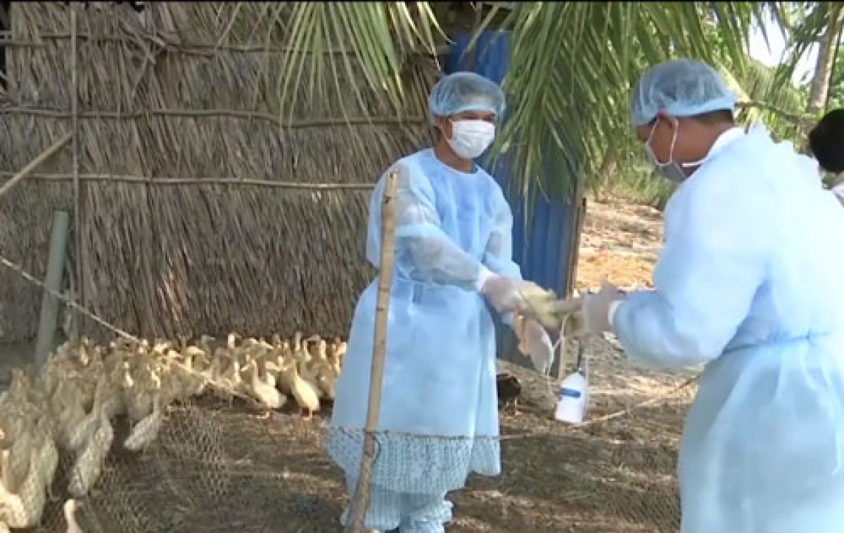 Thời gian tới, nguy cơ dịch cúm bùng phát trên đàn gia cầm và lây sang người là rất cao