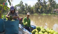 nhà vườn hậu giang chuẩn bị hàng chục tấn mãng cầu xiêm phục vụ tết hình 2