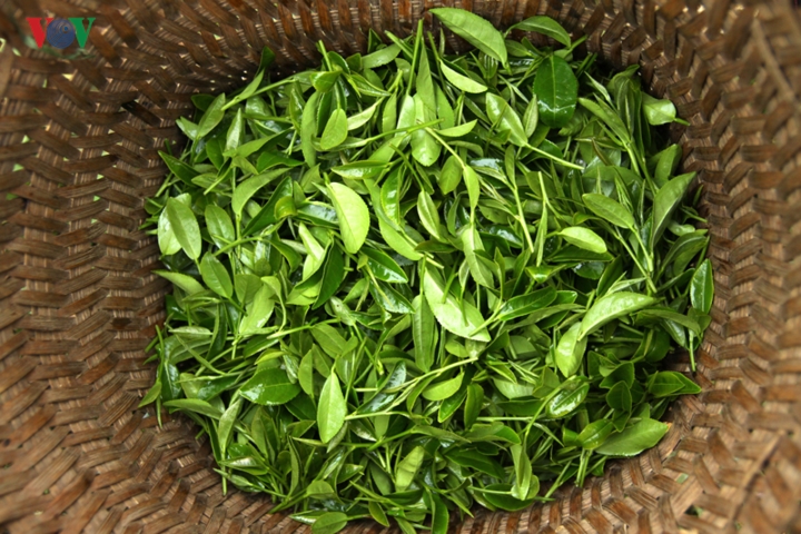 nguoi dan vung cao lai chau lam giau va vuon tam the gioi nho la che hinh 13