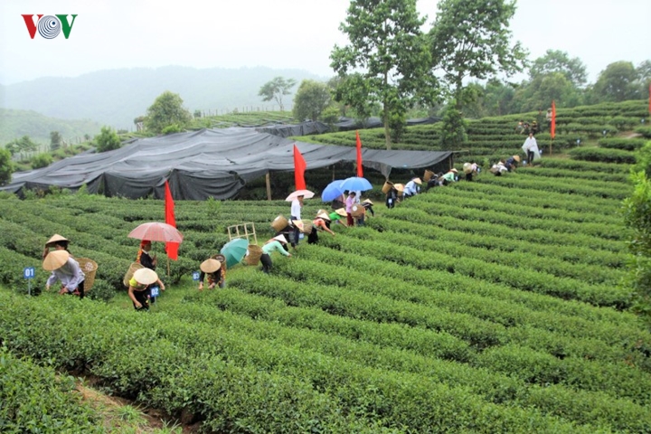 nguoi dan vung cao lai chau lam giau va vuon tam the gioi nho la che hinh 1