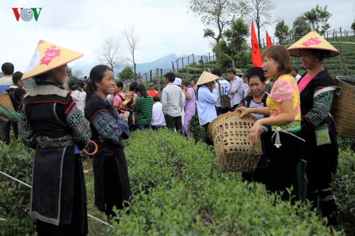 nguoi dan vung cao lai chau lam giau va vuon tam the gioi nho la che hinh 2
