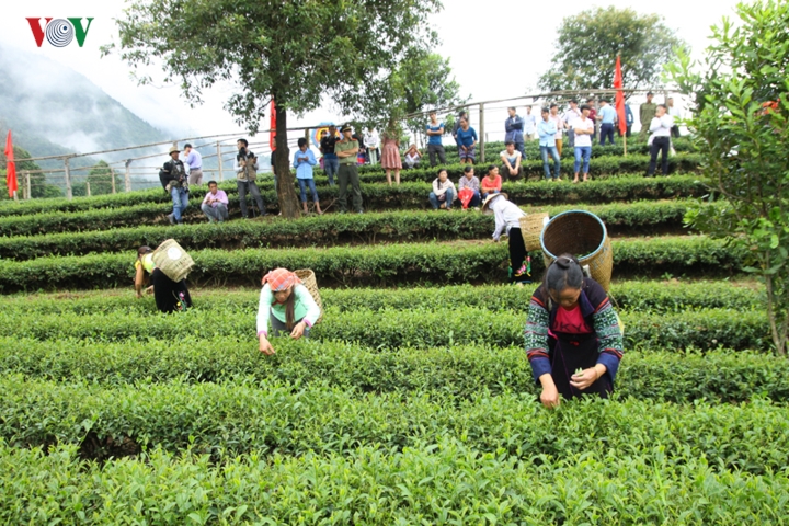 nguoi dan vung cao lai chau lam giau va vuon tam the gioi nho la che hinh 3