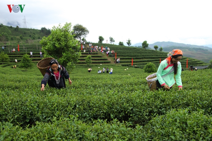 nguoi dan vung cao lai chau lam giau va vuon tam the gioi nho la che hinh 4