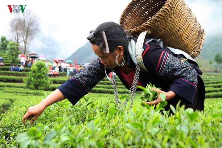 nguoi dan vung cao lai chau lam giau va vuon tam the gioi nho la che hinh 6