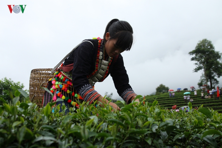 nguoi dan vung cao lai chau lam giau va vuon tam the gioi nho la che hinh 8