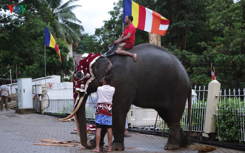 can canh le hoi phat giao lon nhat tai sri lanka hinh 38