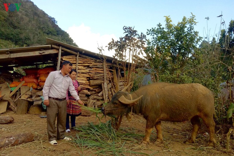 ron rang xuan moi ta de hinh 3