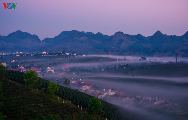 ngam nhung doi che dep tho mong tren cao nguyen moc chau hinh 2