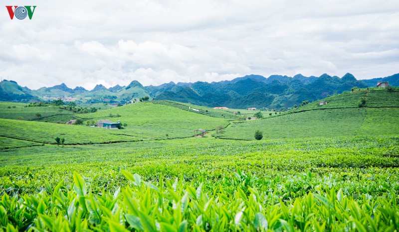 ngam nhung doi che dep tho mong tren cao nguyen moc chau hinh 8