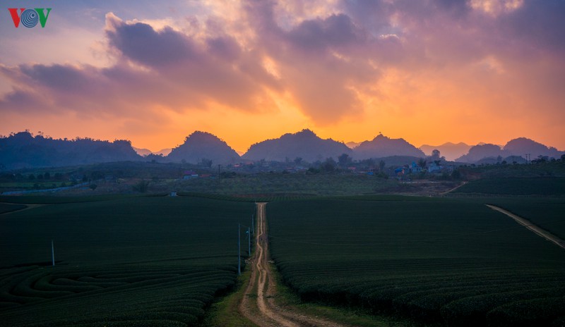 ngam nhung doi che dep tho mong tren cao nguyen moc chau hinh 11