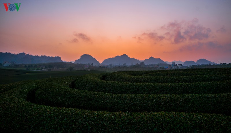 ngam nhung doi che dep tho mong tren cao nguyen moc chau hinh 12