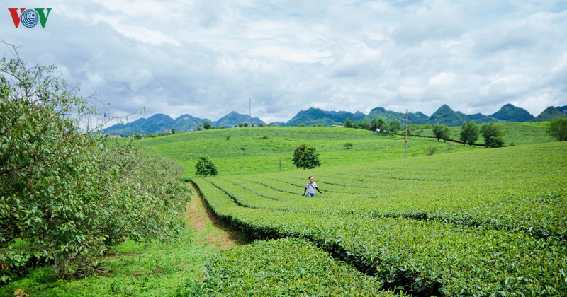 ngam nhung doi che dep tho mong tren cao nguyen moc chau hinh 18