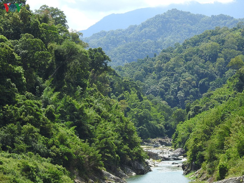 trien vong sinh ke lam nghiep o dak psi hinh 1