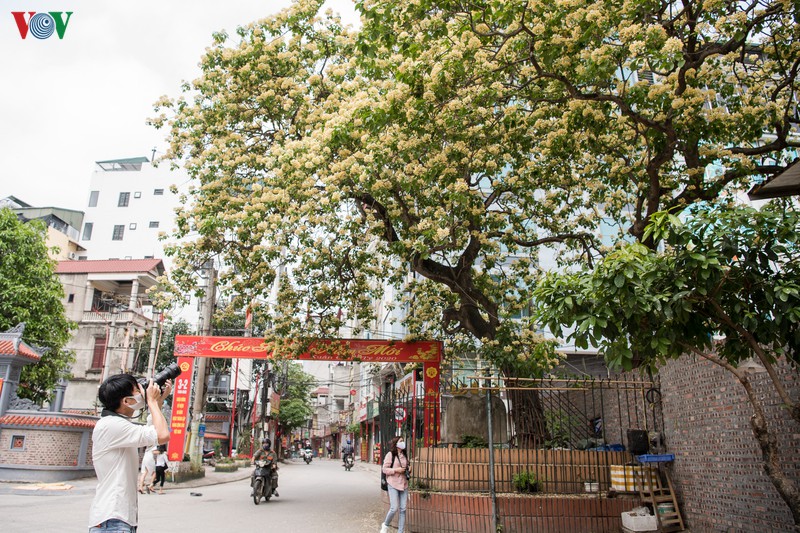 cay bun 300 tuoi no hoa vang ruc mot goc troi ha noi hinh 13