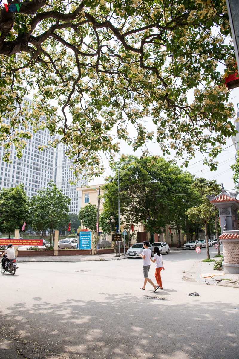 cay bun 300 tuoi no hoa vang ruc mot goc troi ha noi hinh 15