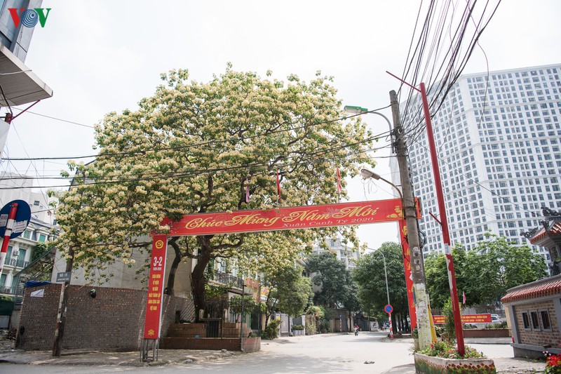 cay bun 300 tuoi no hoa vang ruc mot goc troi ha noi hinh 2