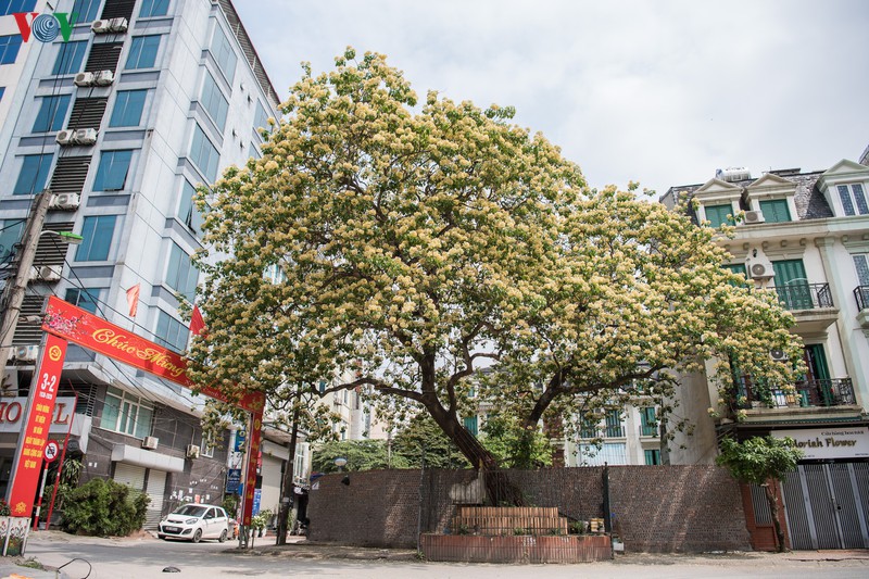 cay bun 300 tuoi no hoa vang ruc mot goc troi ha noi hinh 1