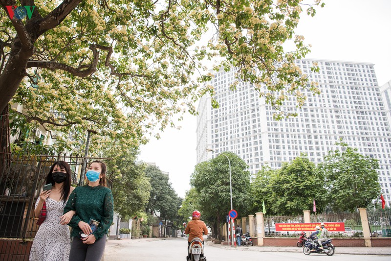 cay bun 300 tuoi no hoa vang ruc mot goc troi ha noi hinh 10