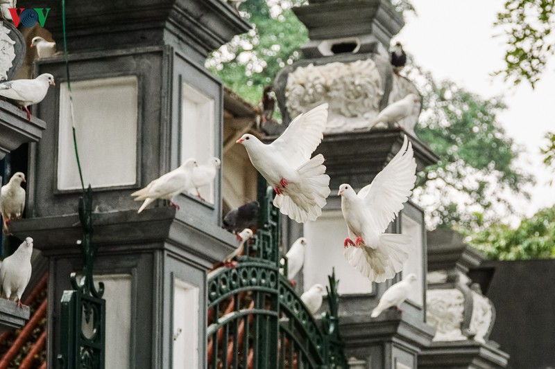ngam dan chim bo cau ben ho hoan kiem hinh 4