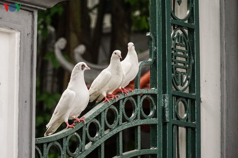 ngam dan chim bo cau ben ho hoan kiem hinh 5