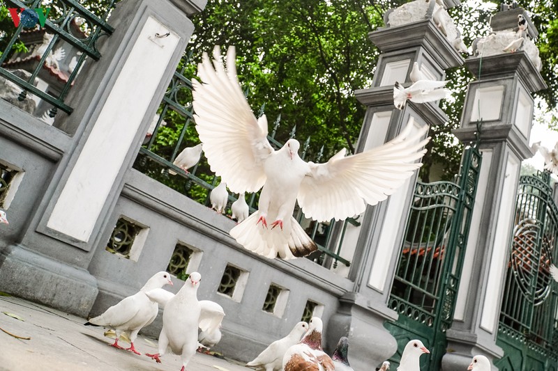ngam dan chim bo cau ben ho hoan kiem hinh 2