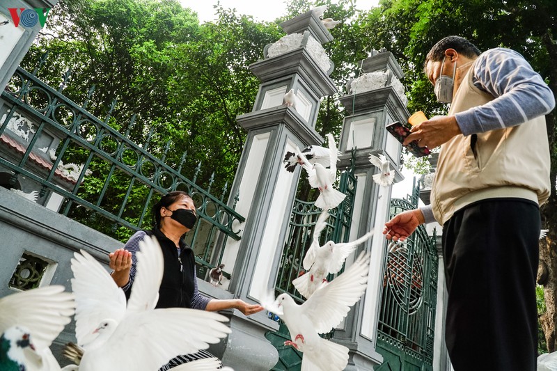 ngam dan chim bo cau ben ho hoan kiem hinh 8
