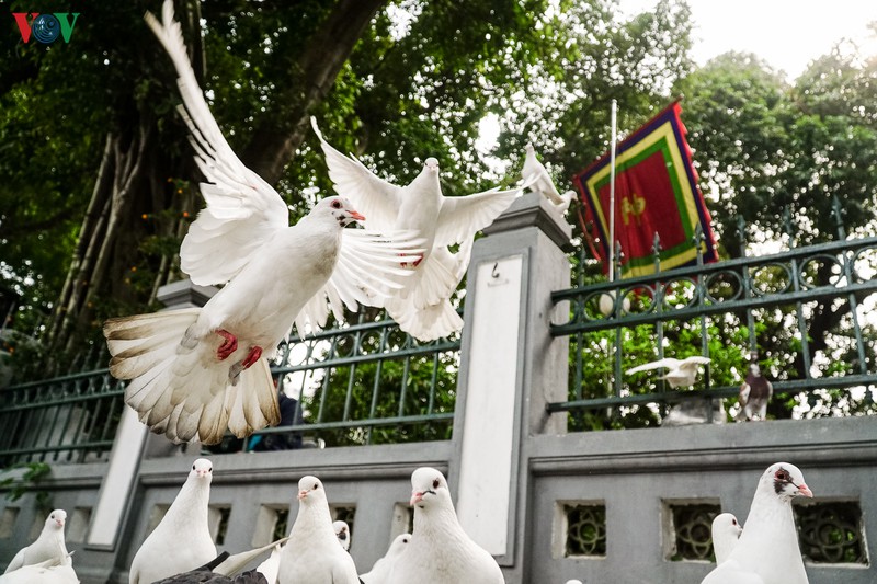 ngam dan chim bo cau ben ho hoan kiem hinh 11