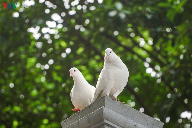 ngam dan chim bo cau ben ho hoan kiem hinh 13
