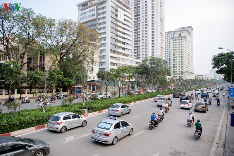 hang cay phong la do tro trui, thieu suc song giua nang he ha noi hinh 1
