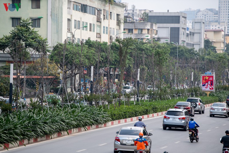 hang cay phong la do tro trui, thieu suc song giua nang he ha noi hinh 3