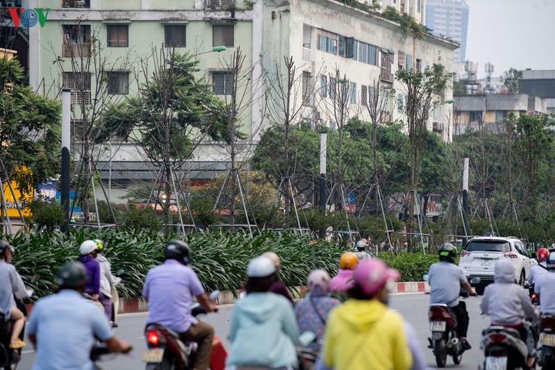 hang cay phong la do tro trui, thieu suc song giua nang he ha noi hinh 12