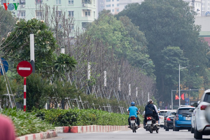 hang cay phong la do tro trui, thieu suc song giua nang he ha noi hinh 5