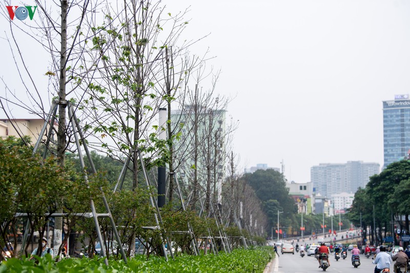 hang cay phong la do tro trui, thieu suc song giua nang he ha noi hinh 7