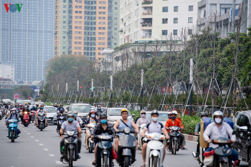 hang cay phong la do tro trui, thieu suc song giua nang he ha noi hinh 11