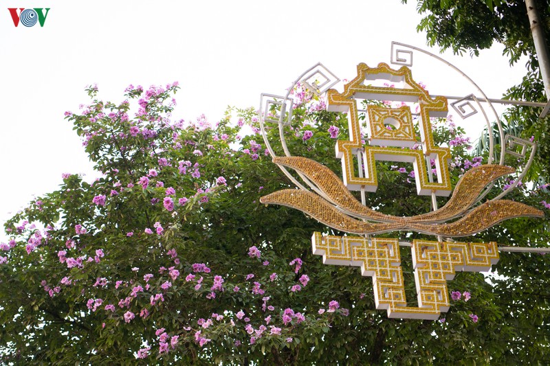 hoa bang lang khoe sac "nhuom tim" duong pho ha noi hinh 15