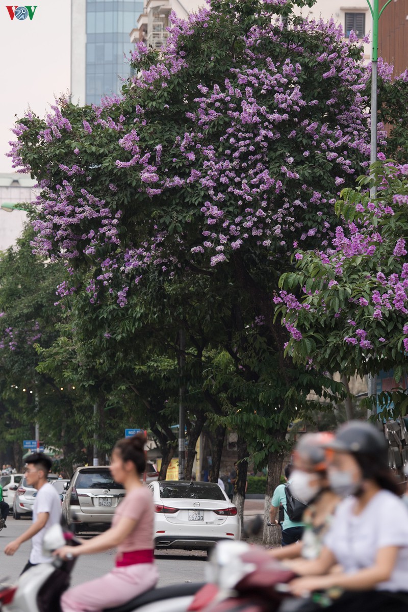 hoa bang lang khoe sac "nhuom tim" duong pho ha noi hinh 2