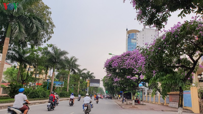 hoa bang lang khoe sac "nhuom tim" duong pho ha noi hinh 1