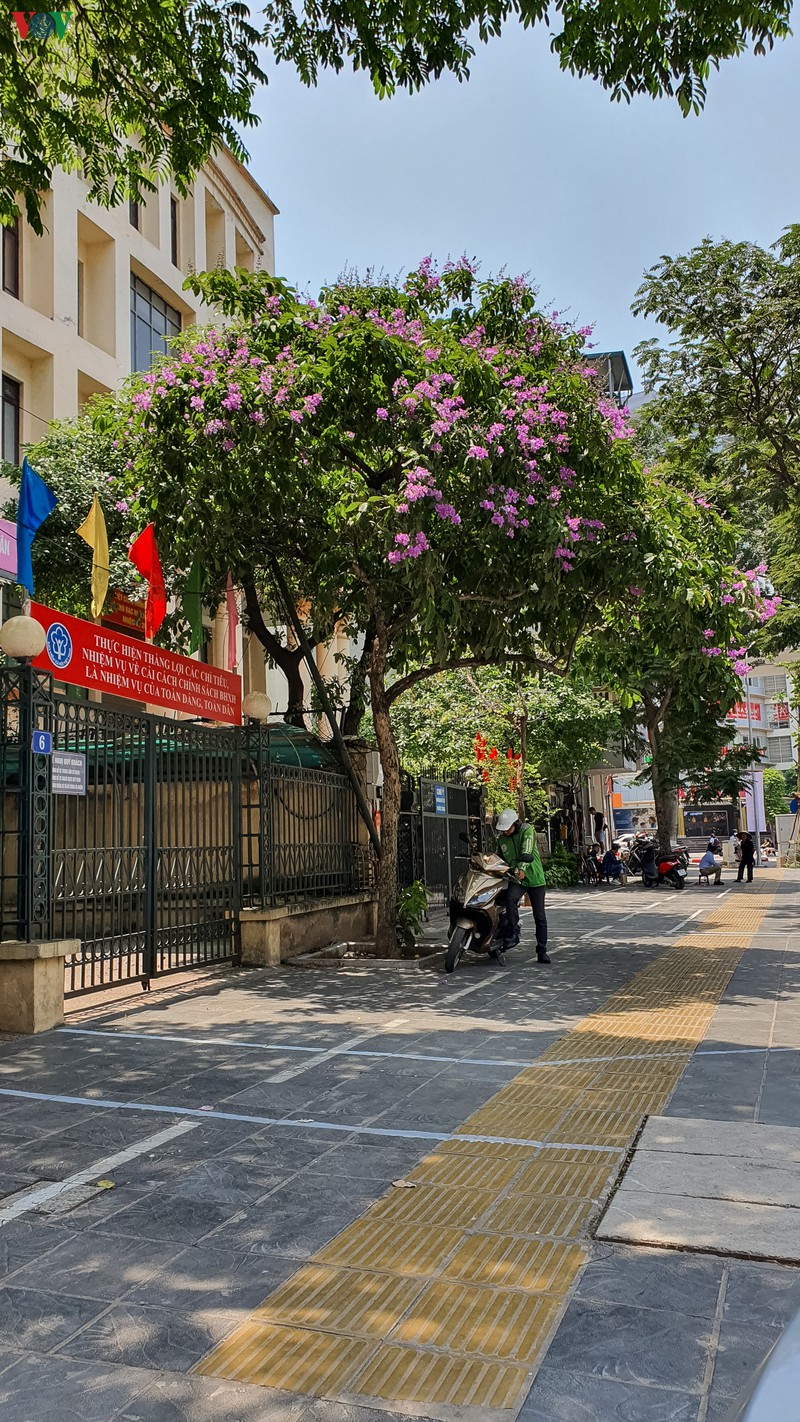 hoa bang lang khoe sac "nhuom tim" duong pho ha noi hinh 12