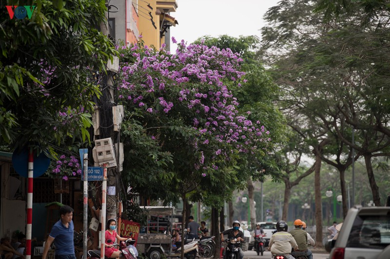 hoa bang lang khoe sac "nhuom tim" duong pho ha noi hinh 14