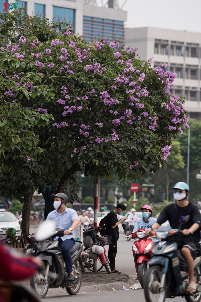 hoa bang lang khoe sac "nhuom tim" duong pho ha noi hinh 11