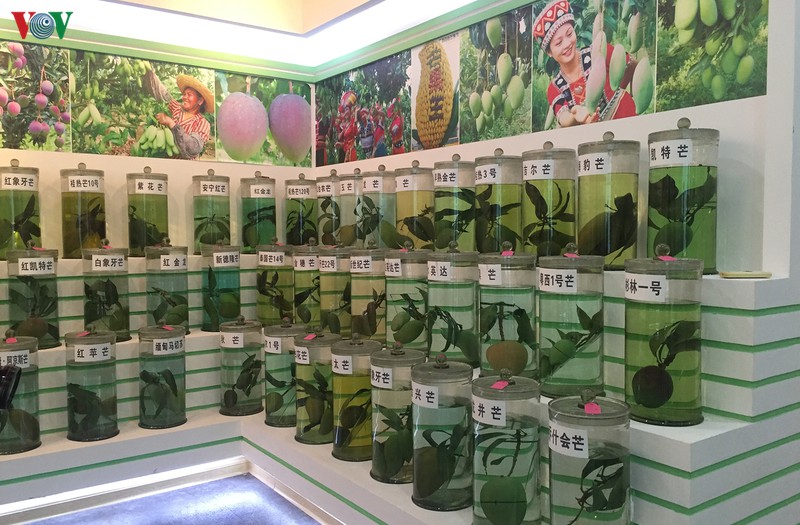 xoai viet nam vao trung quoc duoc che bien nhu the nao? hinh 3