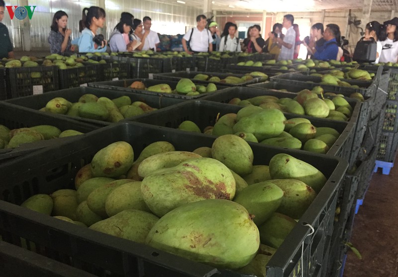 xoai viet nam vao trung quoc duoc che bien nhu the nao? hinh 5