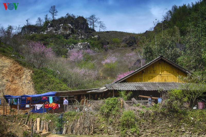 sa pa dep ngat ngay khi mua xuan ve hinh 5