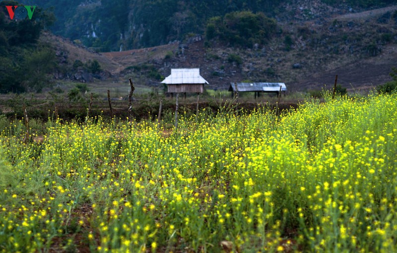 len moc chau ngam sac hoa ruc ro khi mua xuan ve hinh 5