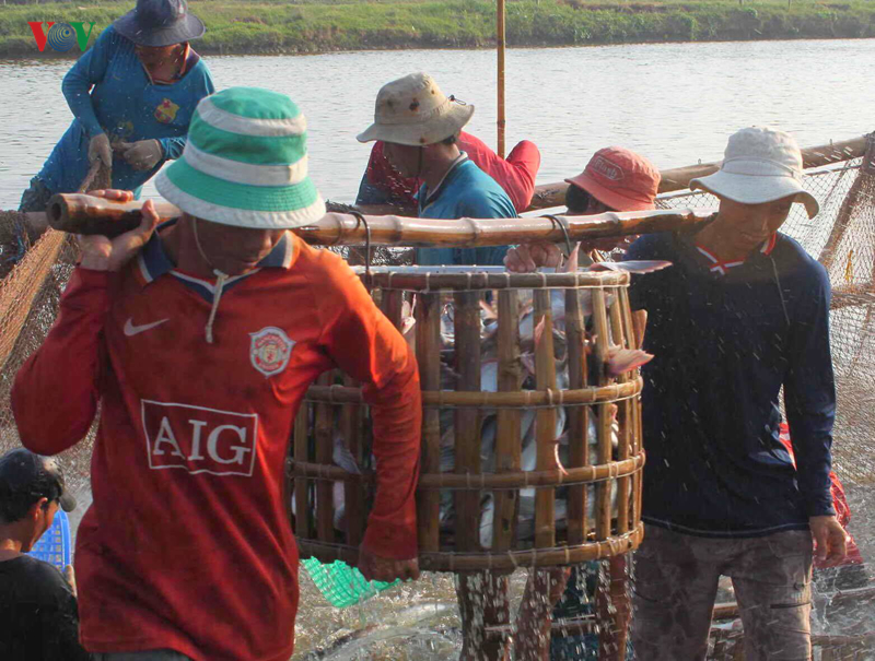 doanh nghiep vung dbscl can nam bat co hoi khi evfta thong qua hinh 1