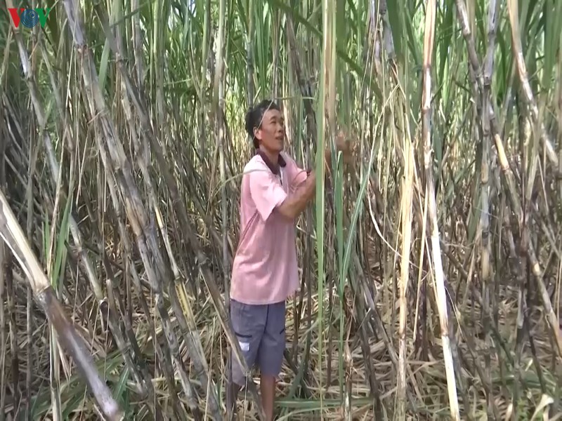nong dan van lo du duoc hua thu mua het mia hinh 2