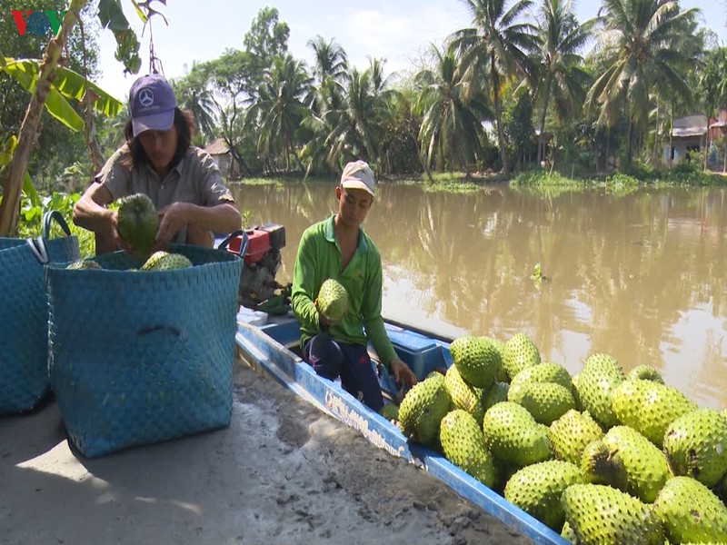 mang cau xiem dau vu gia cao, nha vuon phan khoi hinh 1