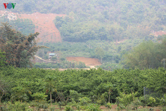 man tam hoa duoc mua – mat gia, ca nghin ho dan son la lao dao hinh 1